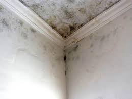 Why You Should Choose Our Mold Remediation Services in Hutchins, TX